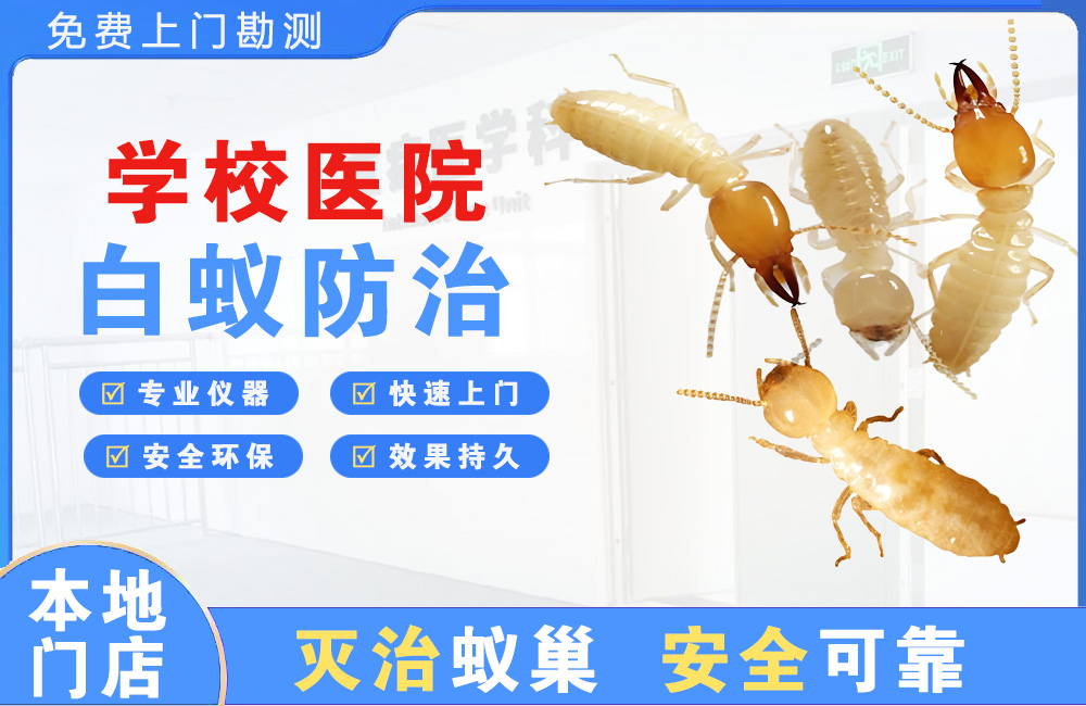 梅州学校医院白蚁防治
