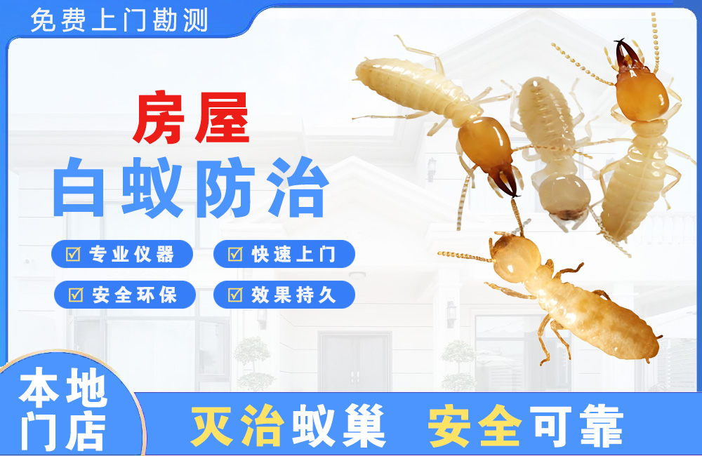 梅州房屋白蚁防治